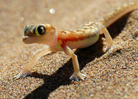 im Namib Naukluft Park